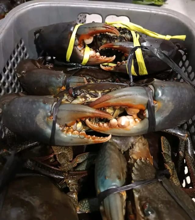 Fresh Crabs