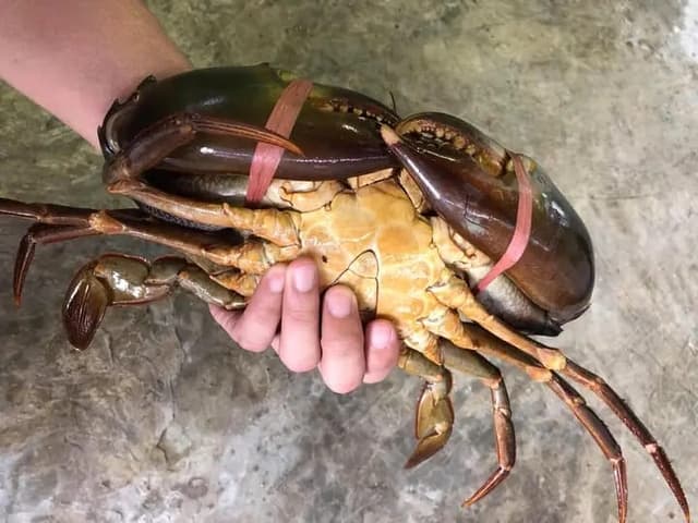 Quality Crabs