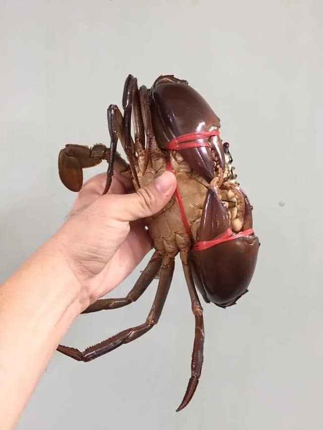 Mud Crab