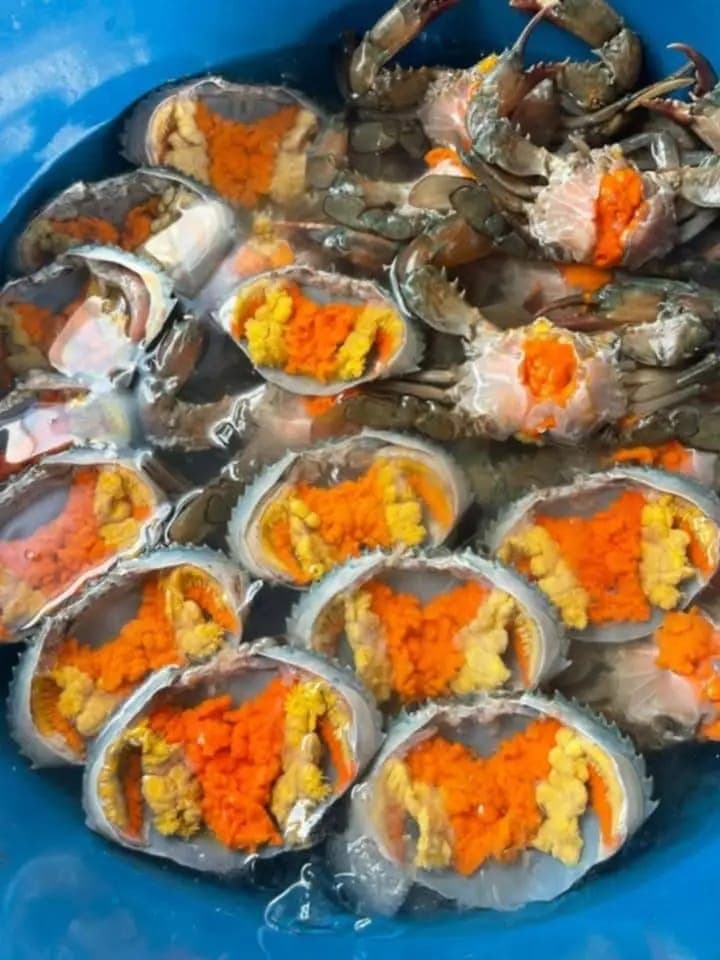 Ketam Nipah Hidup Bertelur